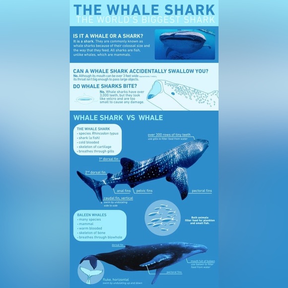 $2 Whale keychain blue or white $2 WITH ANY $10 ORDER OR MORE - Picture 16 of 16